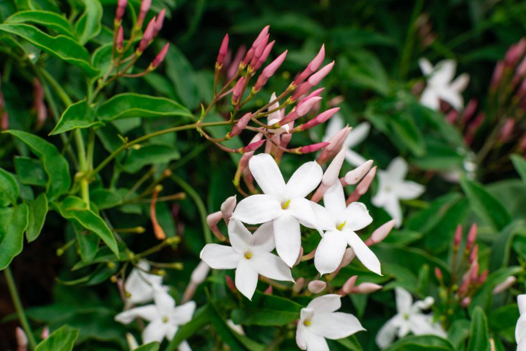 Jasmine flower