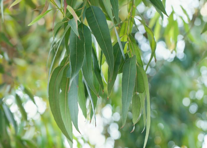 Eucalyptus tree leaves