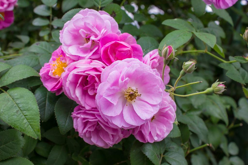 WADI, Rose