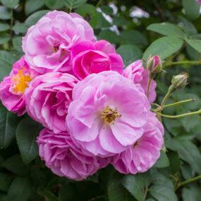 Rosenwasser von WADI