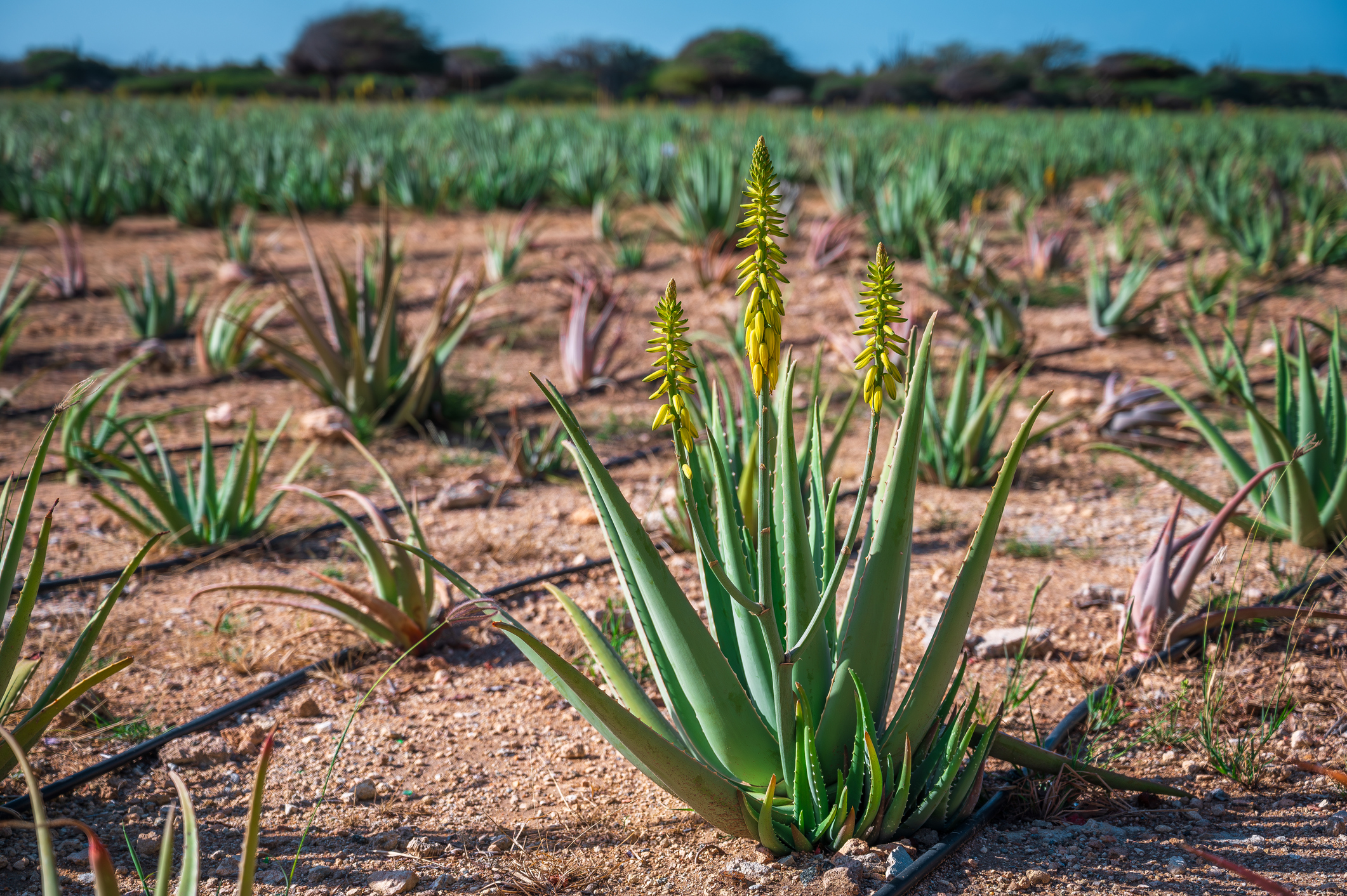 NEU Aloe Vera Gel