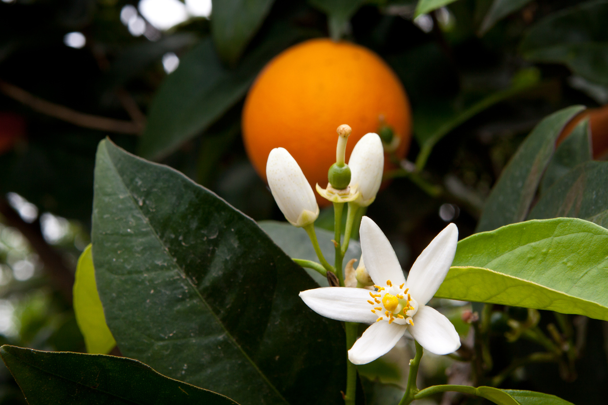 Abverkauf - Adieu Orange Bliss